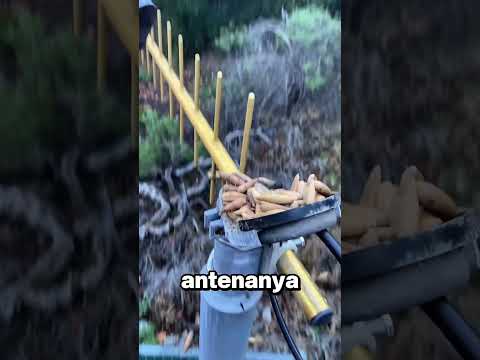 Alasan Kenapa Orang Luar Negeri Benci Tupai thumbnail