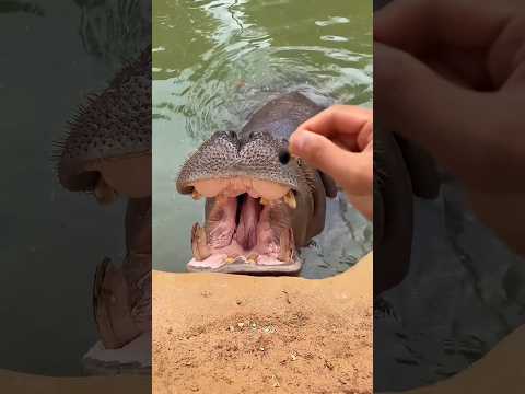 عندما وضعت الأم فرس النهر على نظام غذائي 🤯 | فاكهة صغيرة 🍉 وتحول الأمر إلى فوضى كبيرة 😂🌿✨🤯 thumbnail