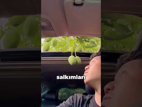 SUNROOF İLE MANGO ÇALAN ÇOCUK thumbnail