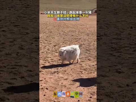 一只没有脖子的小羊，导致非常像煤气罐罐 thumbnail