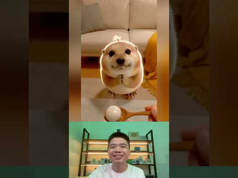 What The Dog Doing P195: PiPi LaBu Tóc Ngọn Cỏ thumbnail