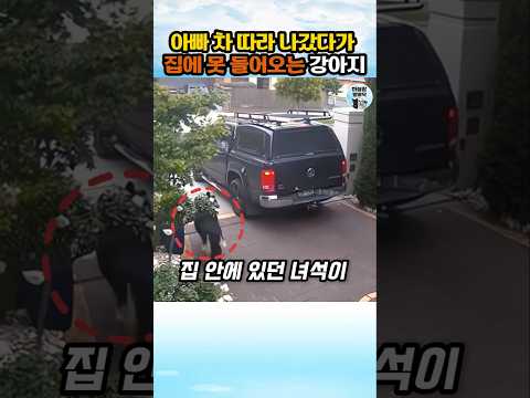 자유보다 소중한 것을 아는 강아지 #강아지 #동물 #dogs thumbnail