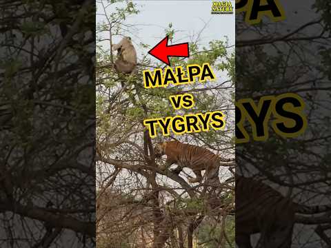 Atak Tygrysa na Małpę z Młodym! thumbnail