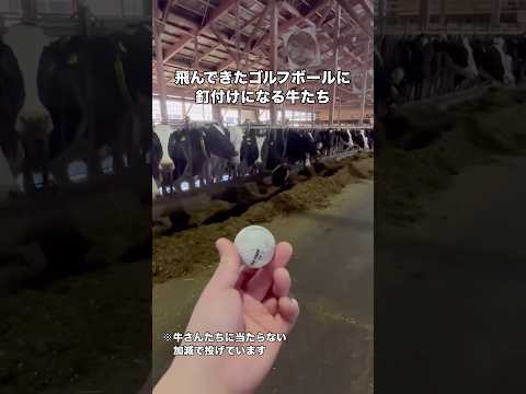 近くに飛んできたゴルフボールに釘付けになる牛さんたち #牛 #牧場 #酪農 #shorts thumbnail