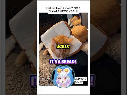 Pure-bread cat! ?? thumbnail