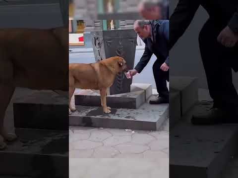 Real life heroes #dog #thristy #admirable #hero thumbnail