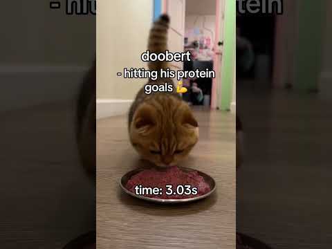 the last clip may be my favorite one ever on this page#short#sunkittenberts thumbnail