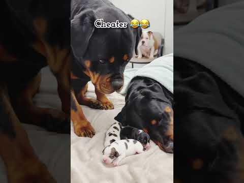 Whose kids is this??? #dog #funnydogs thumbnail