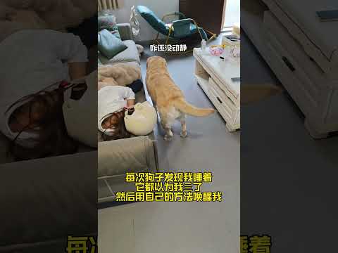 两脚兽必须是竖着的！#萌宠出道计划#萌宠成精了#萌宠日常记录 thumbnail