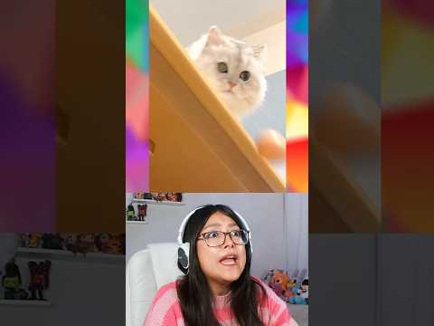 GATITOS NECESITAN SALVAR EL HUEVO DE ROMPERSE @mokomaru_10 #curiosidades #humor thumbnail