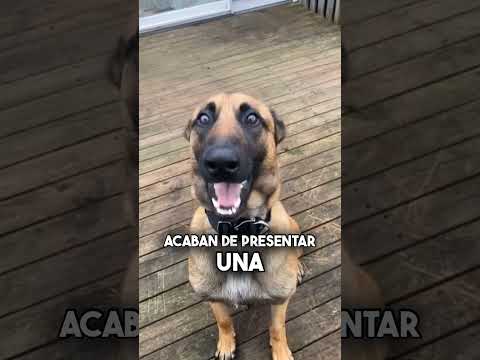 El perro antidroga que expuso a un político en televisión nacional 😱🤔 #Shorts thumbnail