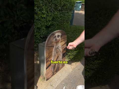 ? Así de fuertes son estos animales salvajes.. cc:zackystrong thumbnail