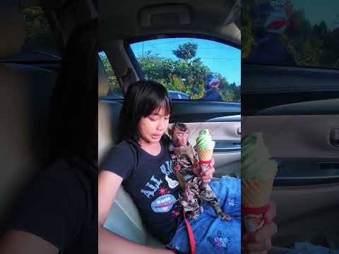 Merajuk mau minta Eskrim 🫢😂 #shortvideo #short #monkey #monyet #animals thumbnail