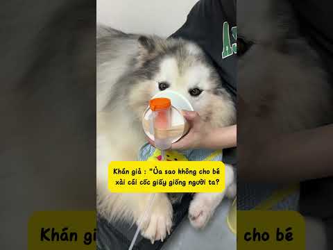 Chó nhà tôi xông mũi kiểu 🫪🫪 #nuoicho #dogcute #cho thumbnail