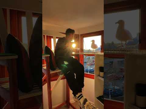 My Pet Seagulls New Bedroom! thumbnail