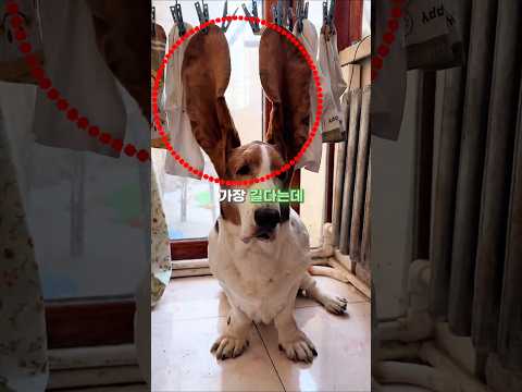 긴 귀를 가진 강아지❣️ thumbnail