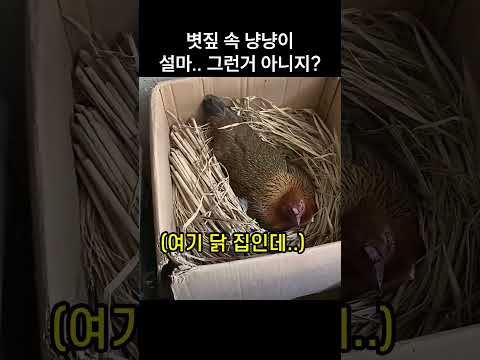 "니가 왜 여기있니?.." 볏집 속 냥냥이 보고 주인 당황한 이유 thumbnail