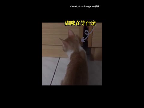 【畫面萌翻】貓咪在床縫外等待！下一秒同伴「超絲滑倒退嚕」出現XD #Shorts thumbnail
