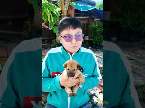 Mẹ Bắt Sheep Ăn Kẹo Chua | Sheep #shorts thumbnail