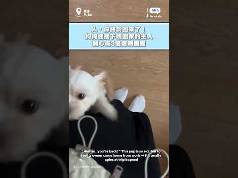 人，你終於回來了！狗狗迎接下班回家的主人，開心得3倍速轉圈圈#狗狗 #歡迎儀式 thumbnail