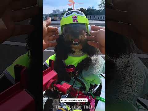 Đội mũ cho thú cưng khi ra đường thumbnail