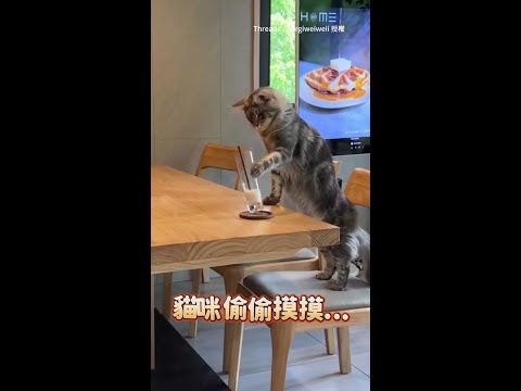 【貓咪犯案全紀錄】調皮一掌出手　桌上飲料被牠推倒陣亡XD #Shorts thumbnail
