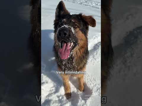 Guard Dog On Duty thumbnail