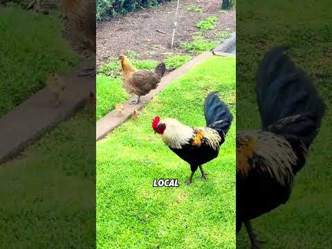 Why are chickens overrunning Hawaii?#animals #funnyanimal #funny #cute #chicken thumbnail