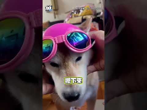 【生無可戀】媽興奮幫柴犬戴安全帽＋墨鏡　牠滿臉無奈還嫌棄倒退? #shorts thumbnail