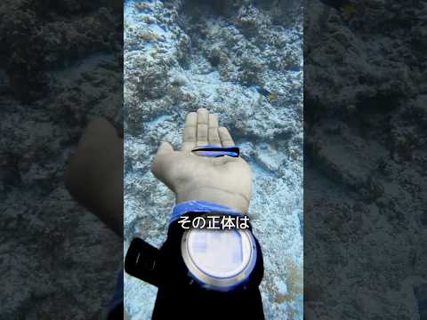 サメが決して襲わない魚 thumbnail