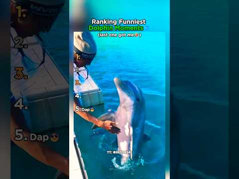 Ranking The Funniest Dolphin Moments thumbnail