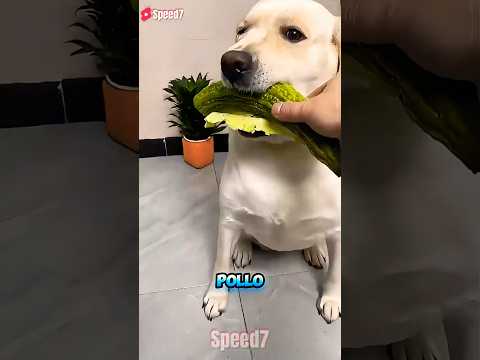 ¡El Perro Astuto Le Dio El Pollo A Su Hermano! 😱🍗 thumbnail