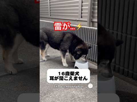 雷鳴ってるよ…散歩に行きたい16歳柴犬　　#柴犬　#黒柴　#老犬　#いぬ　#犬 thumbnail