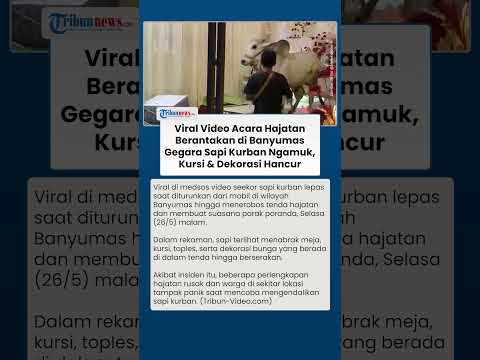 Viral Video Sapi Kurban Ngamuk Terobos Tenda Hajatan di Banyumas, Kursi dan Dekorasi Rusak thumbnail