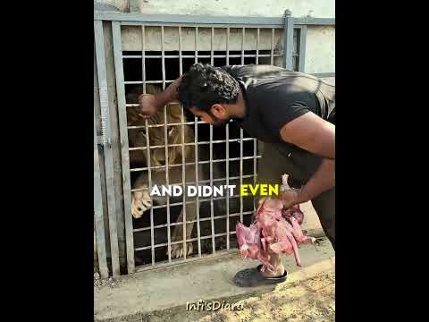 Lion Gets His Favorite Food ?? #shorts thumbnail