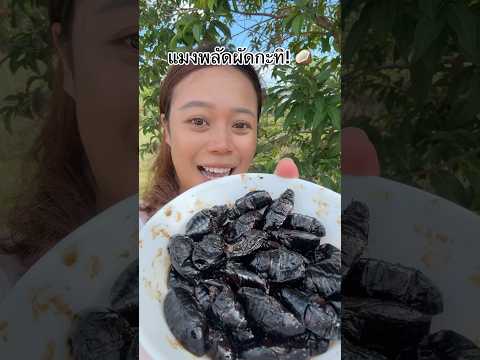 มาลองดูกัน ครั้งแรกเลย! 😂 #ลองดู #แมงพลัด #ฝากติดตาม #หมูหมีจัดให้ #เอ็นจอยคับผม thumbnail