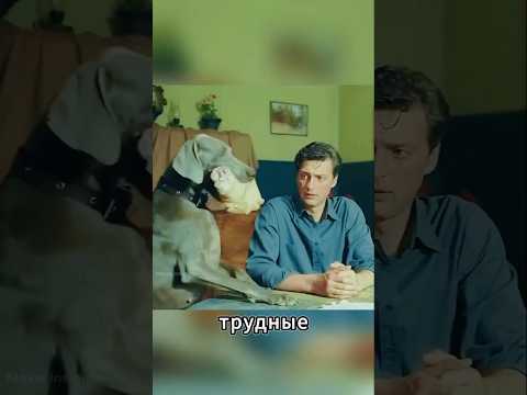 Пёс-герой спасал людей даже во время войны 🐺❤️ #shorts thumbnail