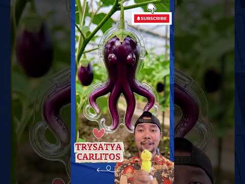 Terong Ungu Gurita Unyu!!? #shorts #terong 🩵 #eggplant thumbnail