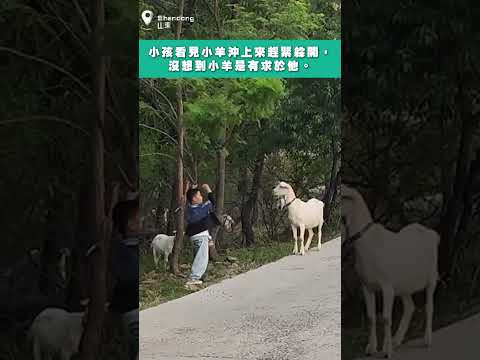 小孩看見小羊沖上來趕緊躲開，沒想到小羊是有求於他。#小孩 #小羊 thumbnail