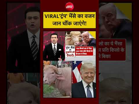 Syed Suhail | Bakrid | Eid al-Adha: Viral 'Trump’ भैंसे का वजन कितना है?| #shorts #viral thumbnail