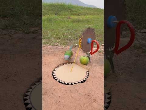 Unique Creativity Parrot Trap Using Paper #shorts thumbnail