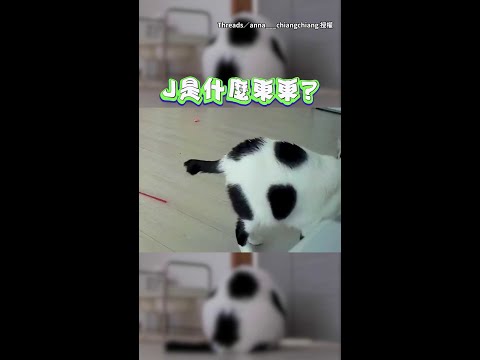 【差點被踢走】監視器驚見足球飄過...細看竟是自家胖貓｜#寵物雲 #shorts thumbnail