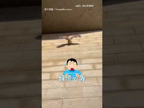 【烤地瓜】一早撞見地瓜鳥曬太陽 展翅姿勢嚇醒秒逃｜地瓜鳥｜黑冠麻鷺 thumbnail