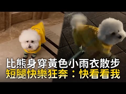 比熊身穿黃色小雨衣散步　短腿快樂狂奔：快看看我 ｜#寵物雲 thumbnail