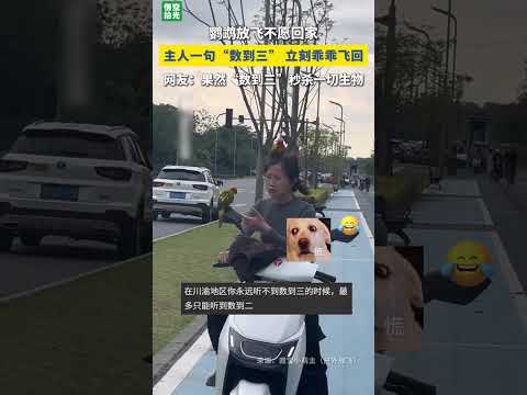 鹦鹉放飞不愿回家，被主人一句话硬控，乖乖飞回。网友：没想到“劳资蜀道山”不止对人类有用。  #万万没想到 #搞笑  #大熱門  #共鳴 thumbnail