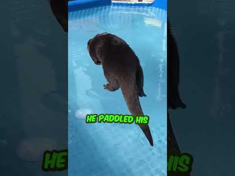 Owner Helped His Otter Get Fish 🦦😂 thumbnail