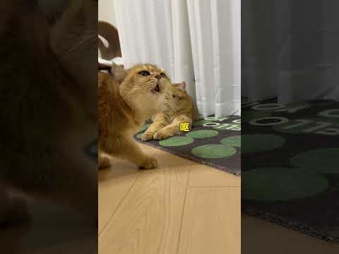 【牛奶是只猫】小猫咪好像不太聪明的样子 thumbnail