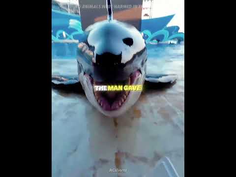 This dolphin loves massages thumbnail