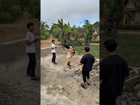 gangguin kambing pas lagi makan #shorts #minivlog #comedy #bocilwargads #maspreman #sidoii thumbnail