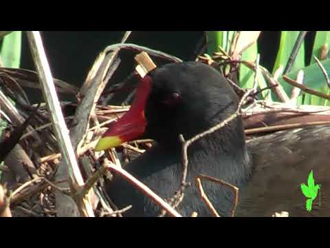Moorhen on its nest thumbnail